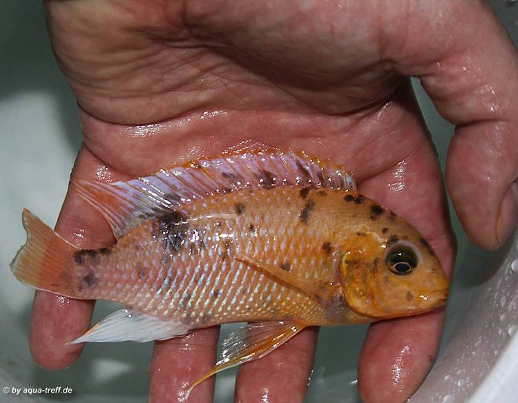 Tropheops romandi 'Mazinzi Reef' Tropheops romandi